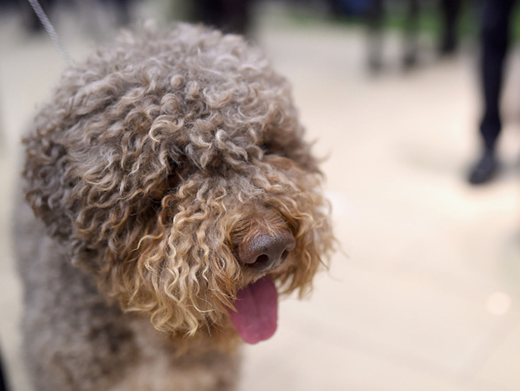 Lagotto Romagnolo